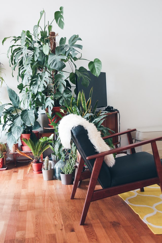 modern-living-room-leafy