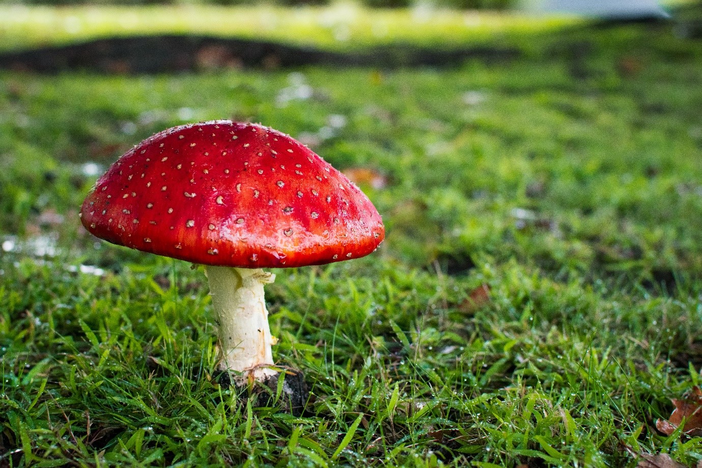 fairy-garden-toadstool