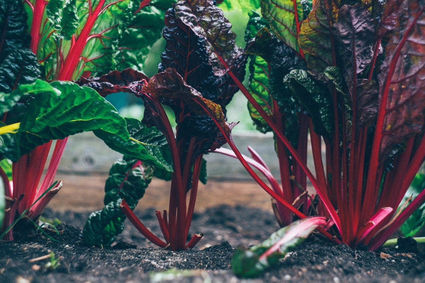 garden-bed-ideas-rhubarb