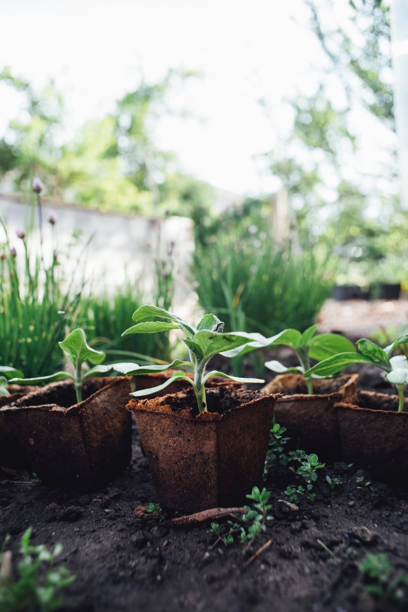 garden-bed-ideas-seedlings