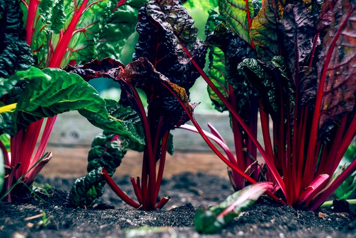 beetroot-vegetable-garden