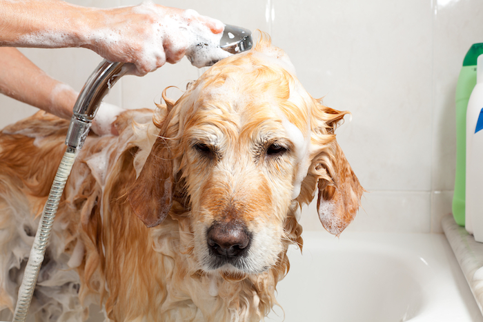 dog-shampoo-wash