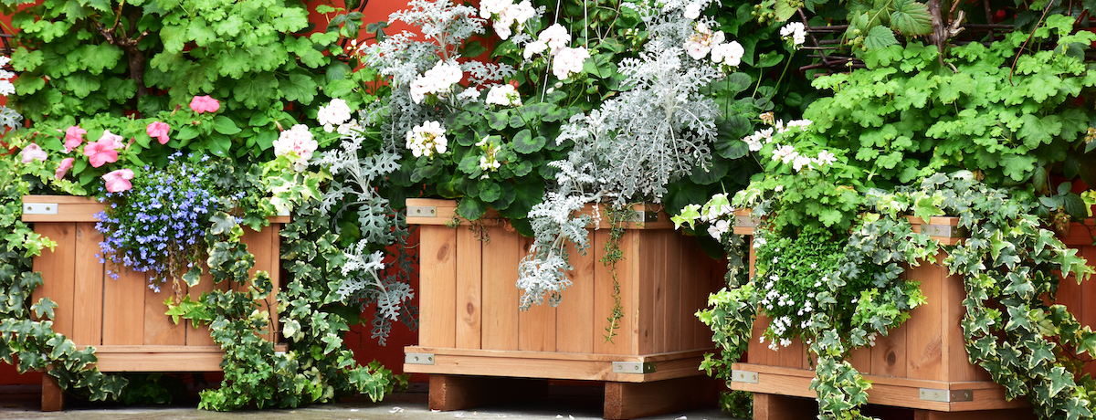 Your guide to planter boxes for your home