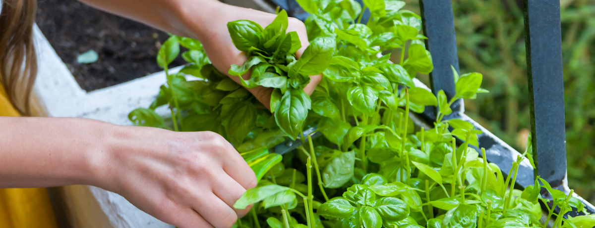 How potted herbs will grow on your balcony