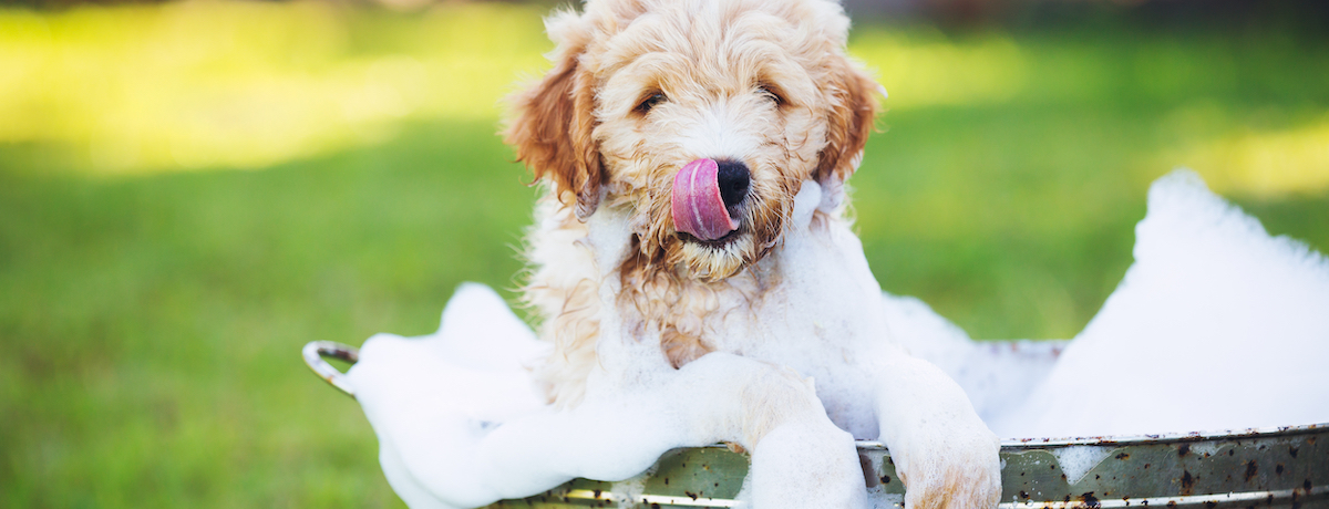 Your guide on how often should you wash your dog