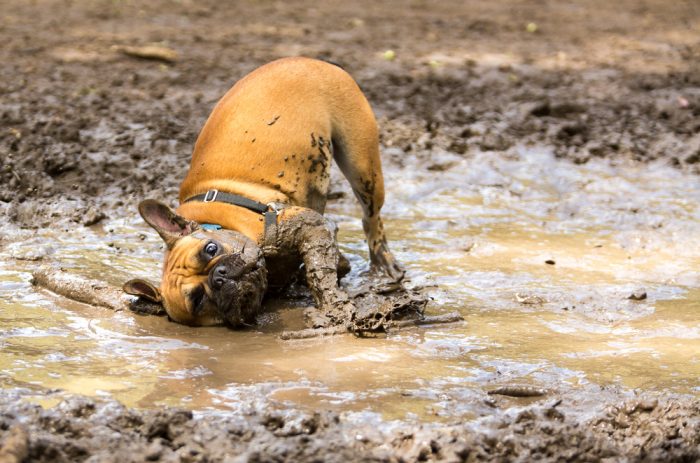 dog-in-mud