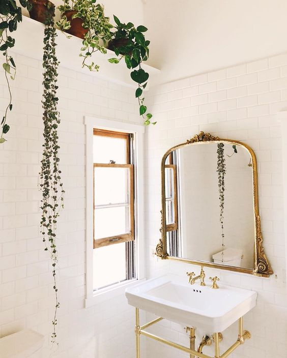35 Bathroom Plants For You Indoor And Hanging Plants