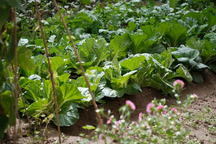 vegetable-garden-greens