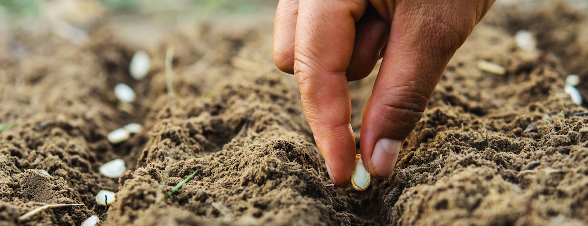 Your ultimate guide on how to start your vegetable garden