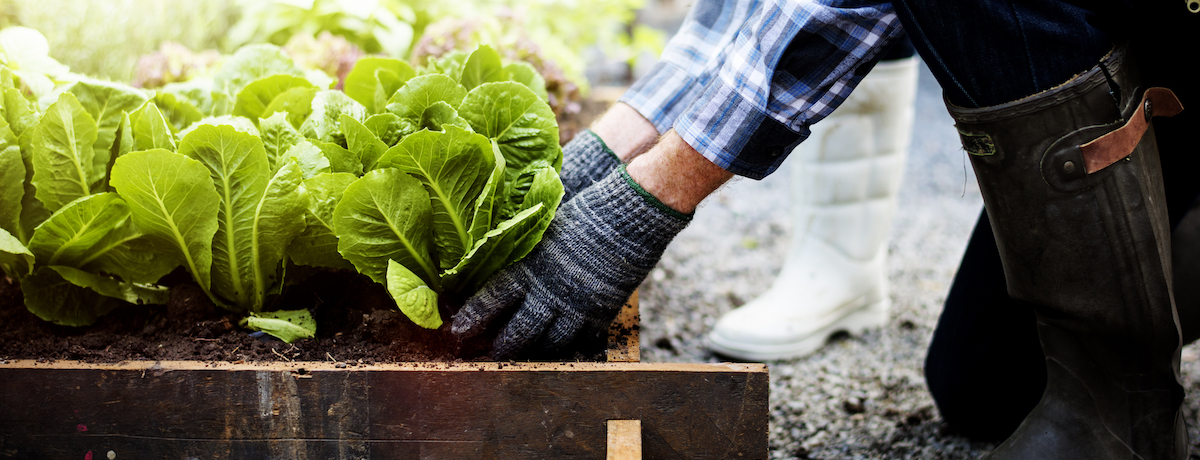 Best Vegetables To Grow In Winter