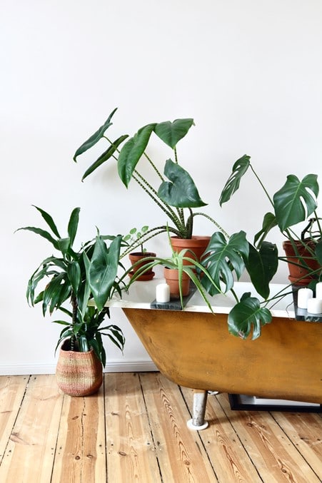 bathroom-plants-and-tub