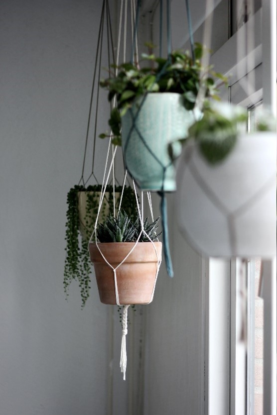 bathroom-plants-hang-from-ceiling