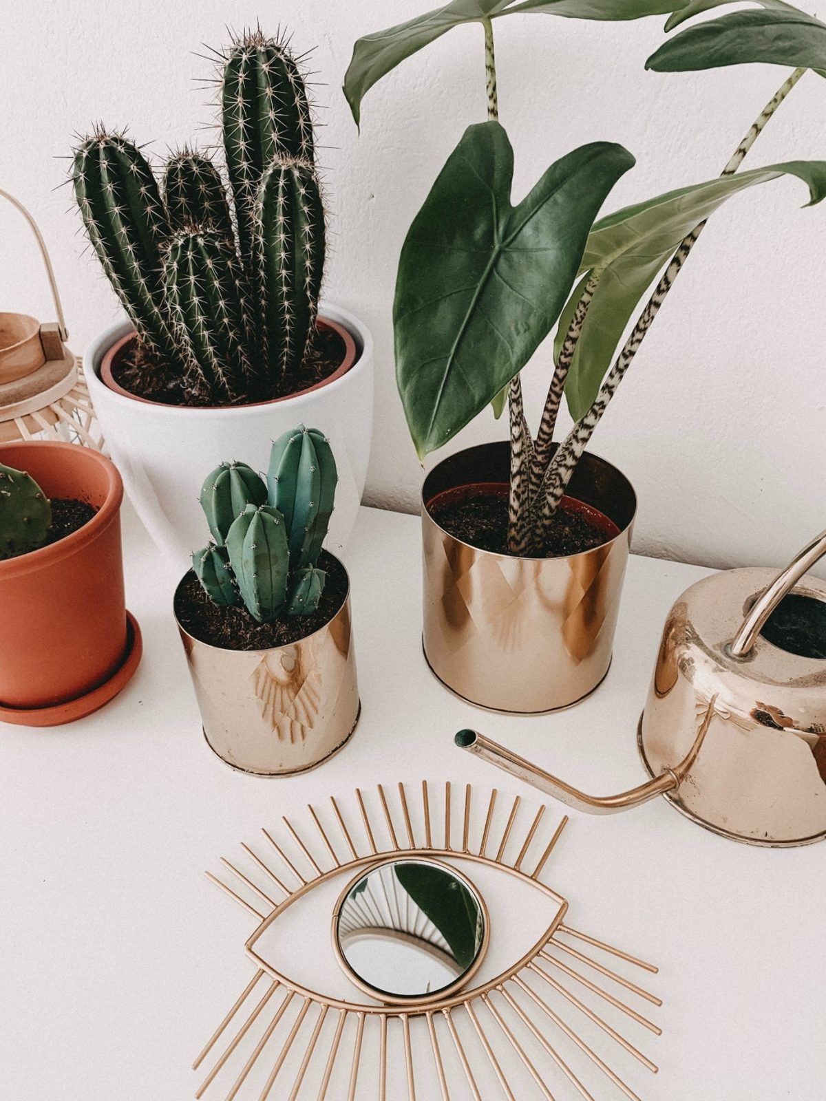 bathroom-plants-juxtapose-different-plants