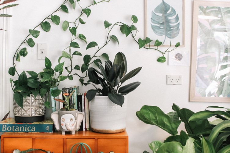 bathroom-plants-lots