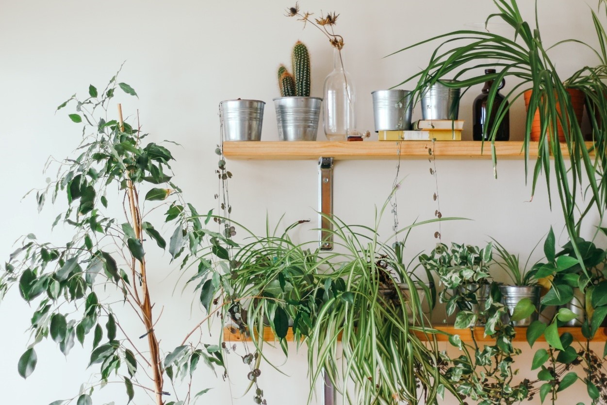 bathroom-plants-wall-shelf