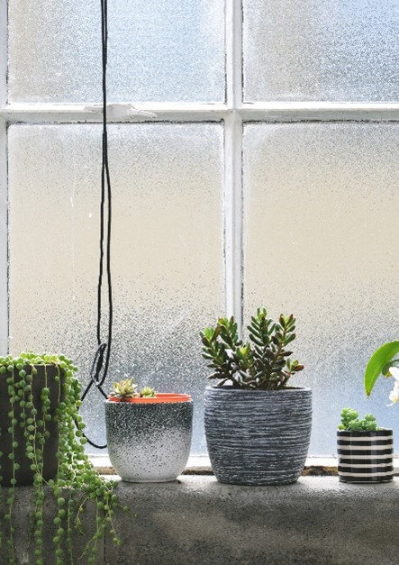 bathroom-plants-windowsill