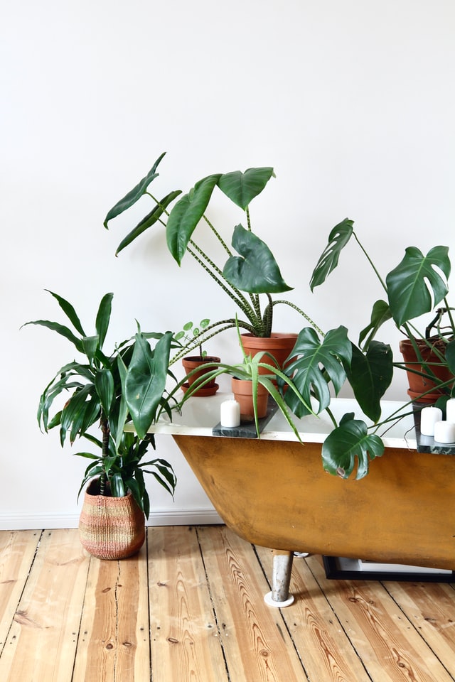 scandi-bathroom-plants