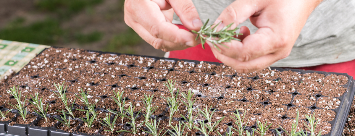 How to propagate plants at home