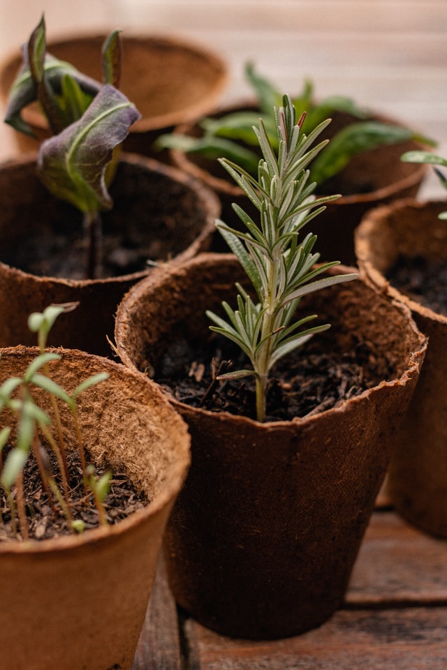 vegetable-garden-herb-pots