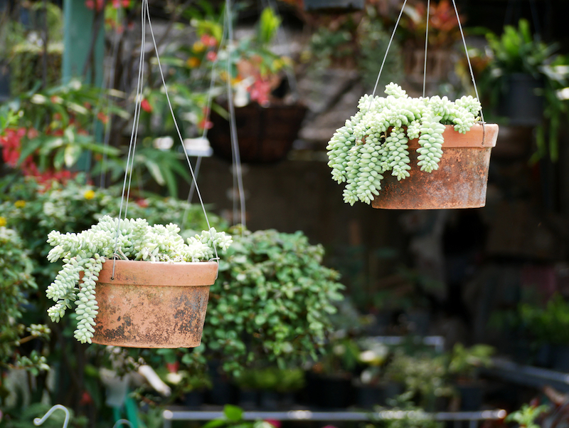 34+ Succulent garden ideas