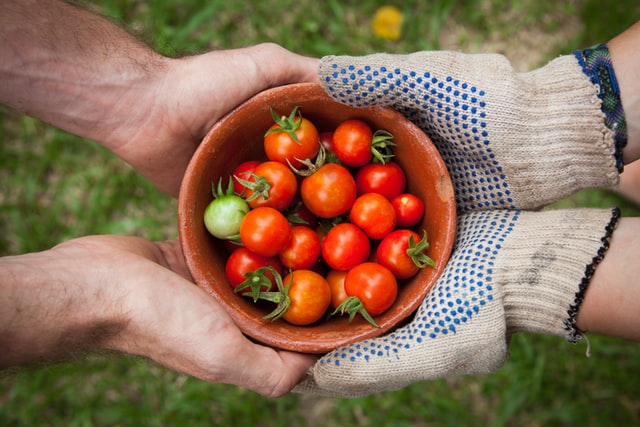 vegetable-garden-tomatoes