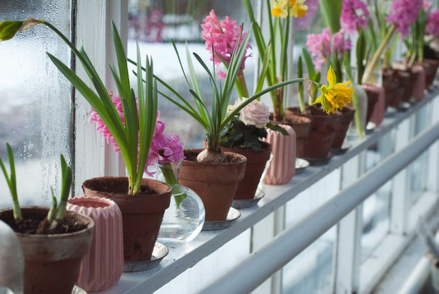 windowsill-vegetable-garden