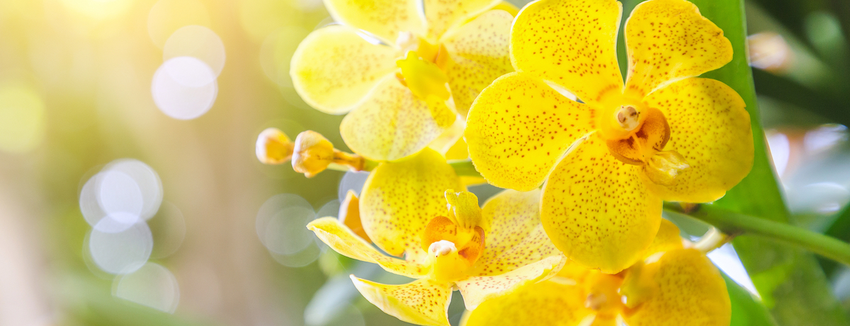Simple steps to look after orchids