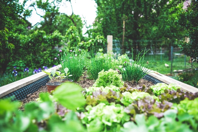 vegetable-garden-lettuce