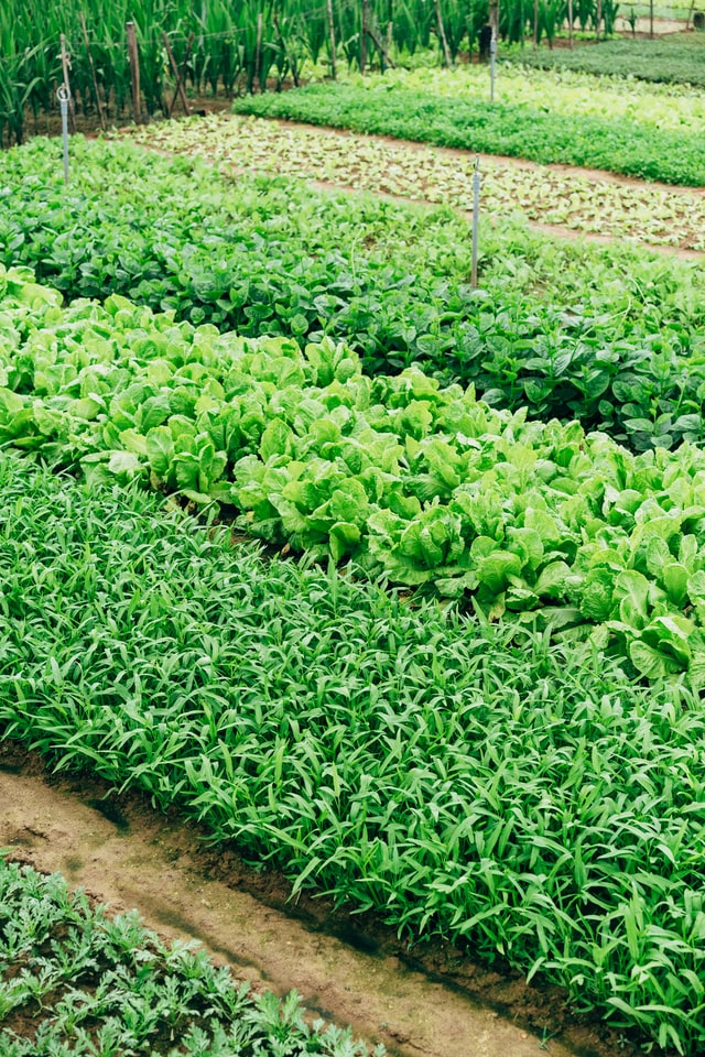 vegetable-garden-beds