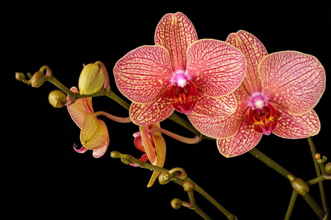 Orchid with a black background