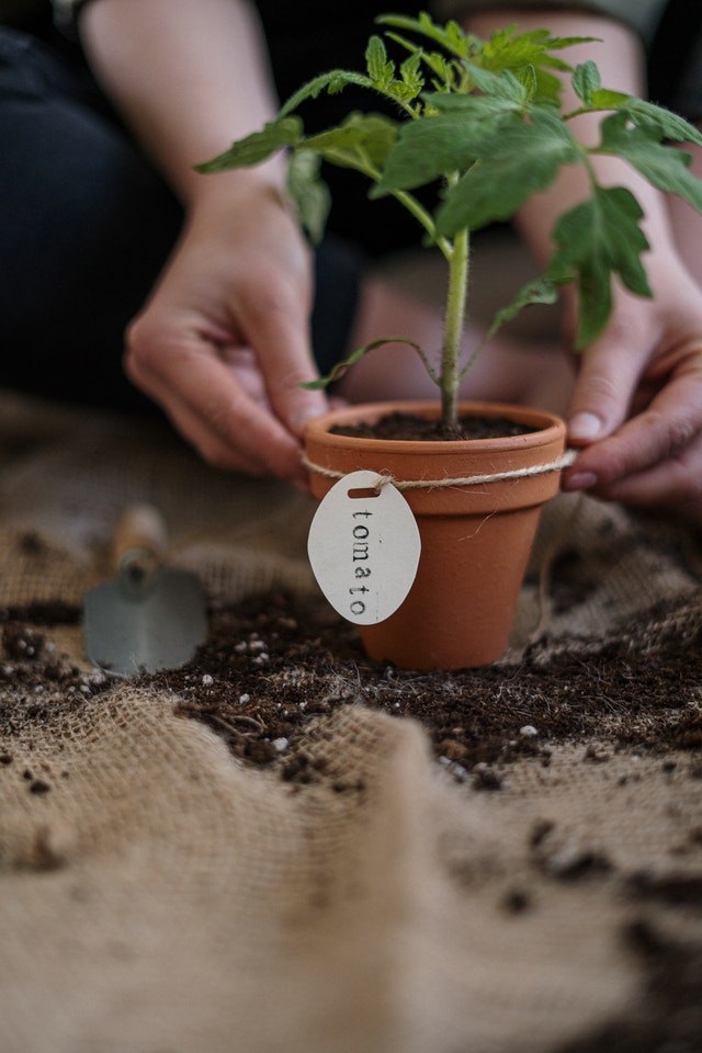 vegetable-garden-labels