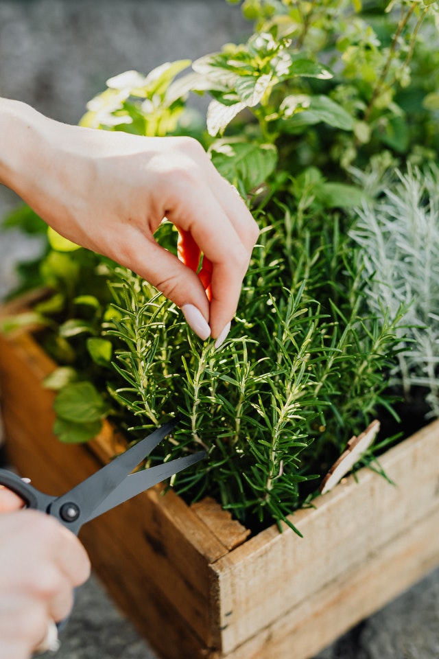 vegeetable-garden-herbs