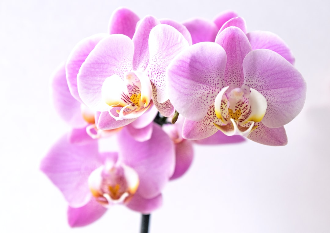 A pink orchid