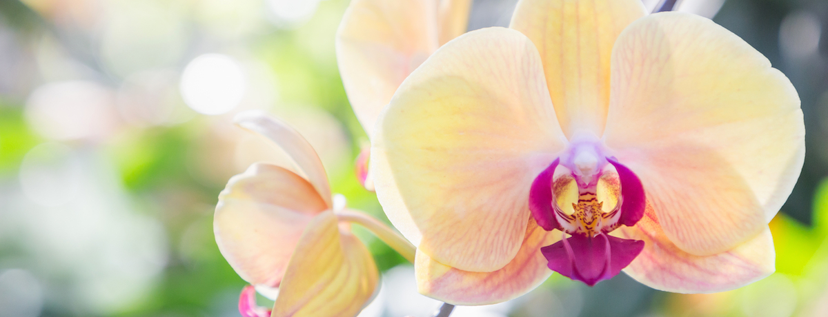 How to repot an orchid