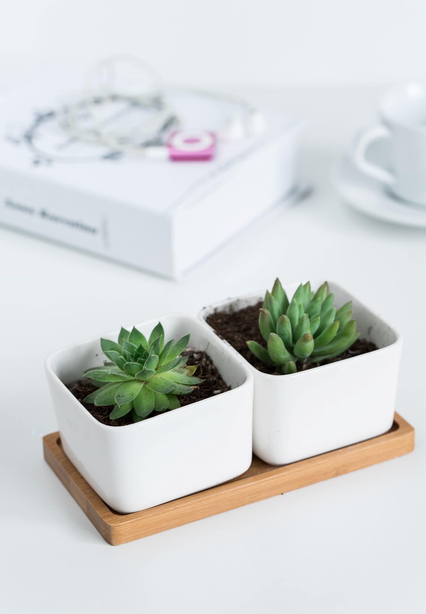 succulent-garden-desk-set