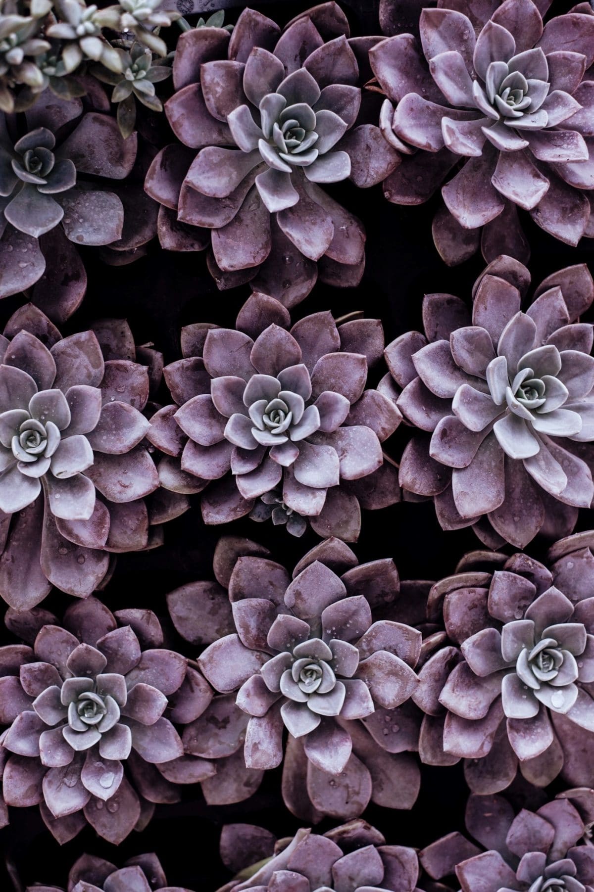 succulent-garden-purples