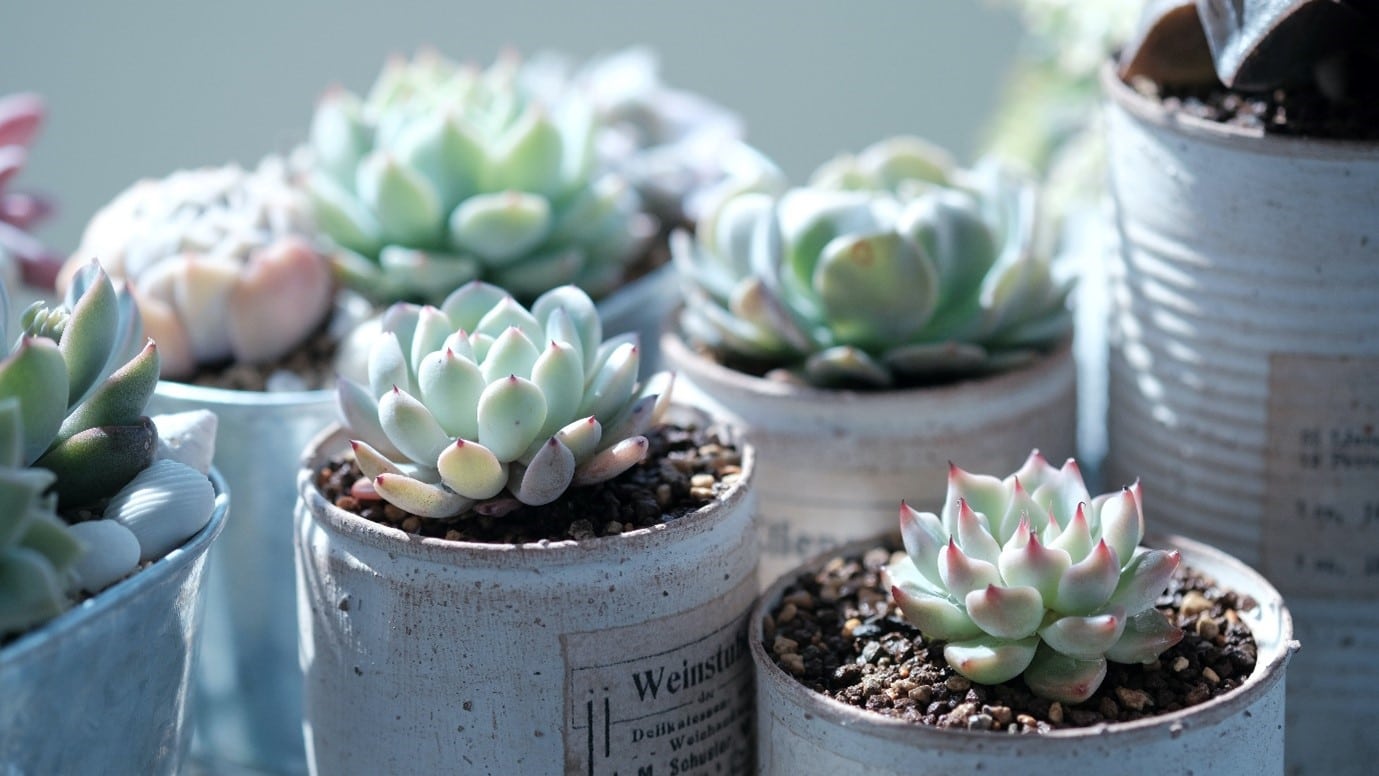 succulent-garden-repurposed-containers