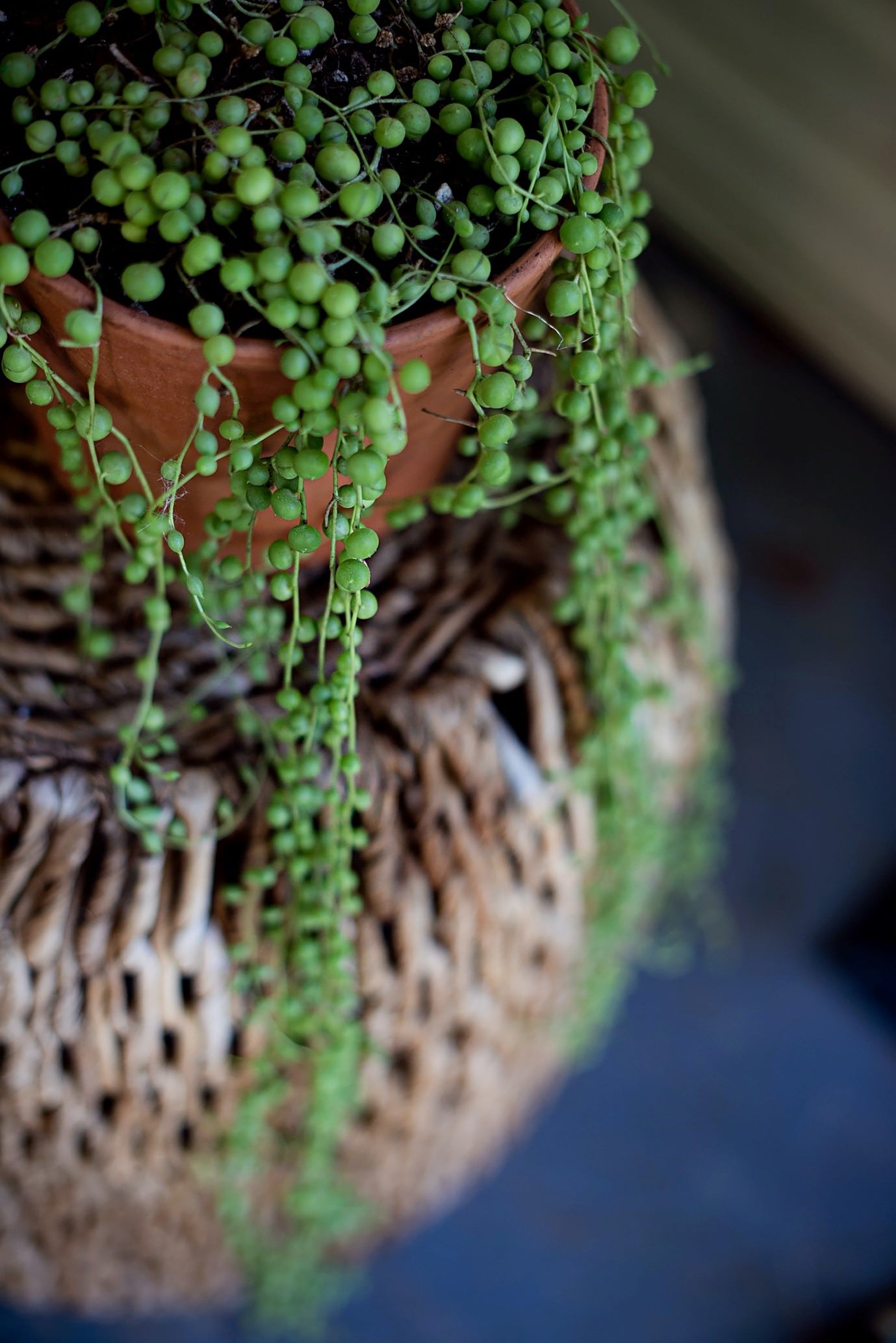 succulent-garden-string-of-pearls