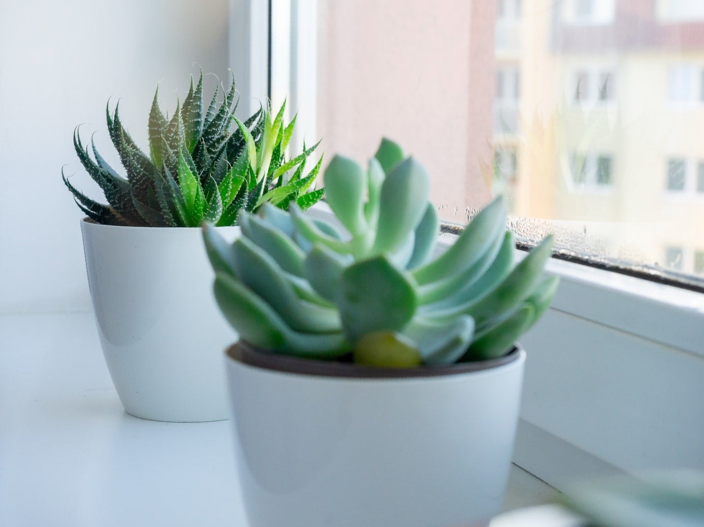 succulent-garden-windowsill