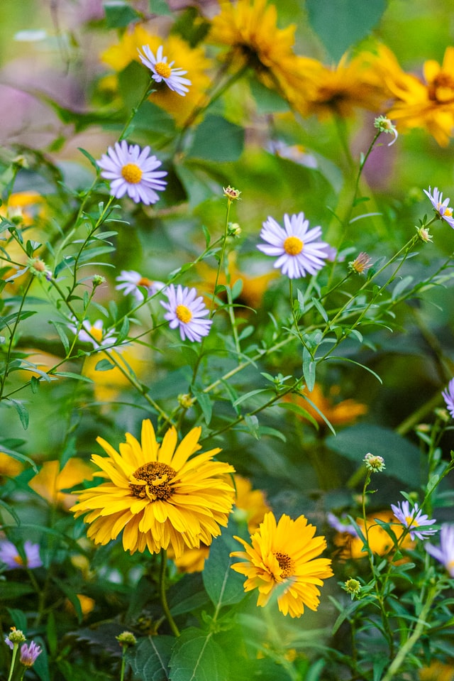 vegetable-garden-edible-flowers