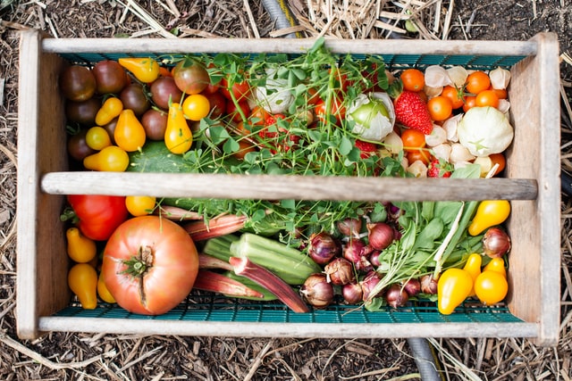 vegetable-garden-bounty