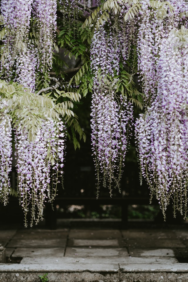 dripping-flowers-garden-path