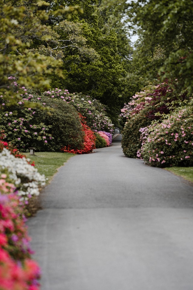 overgrown-garden-path