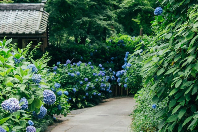 cottage-garden-blue-blooms