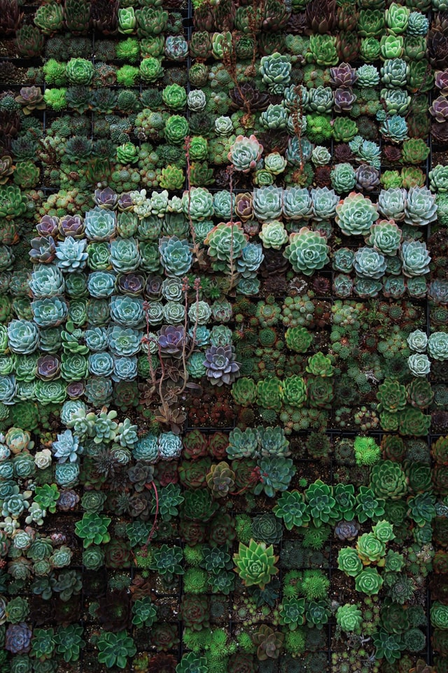 pallet-garden-succulents