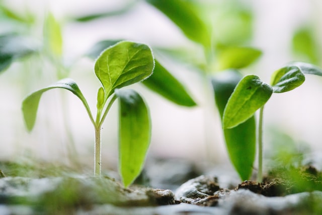 pallet-garden-seedlings