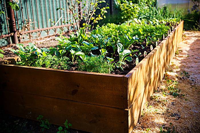 Spring green garden in a wooden box under the sun's rays