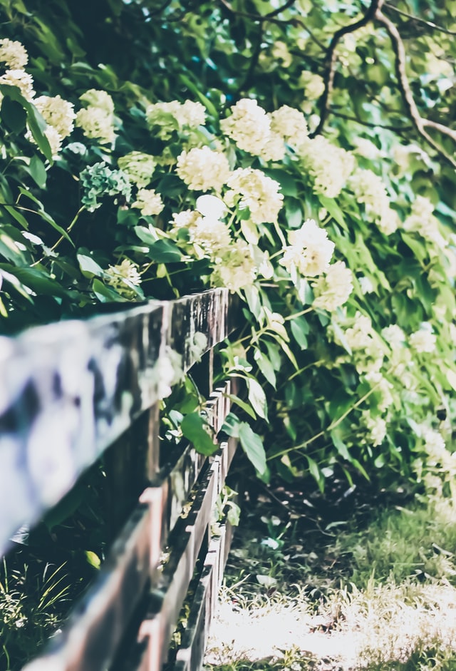 cottage-garden-flowers-on-fence