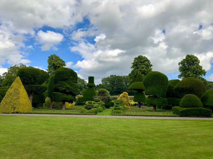 hedges in garden