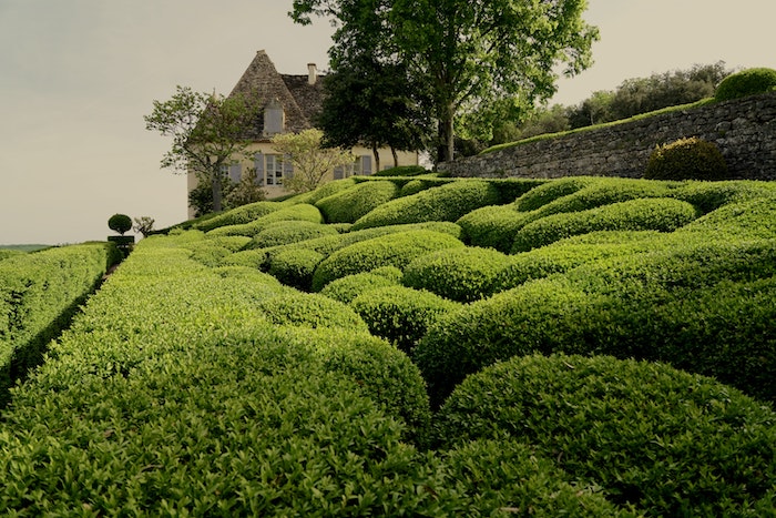 hedges in garden